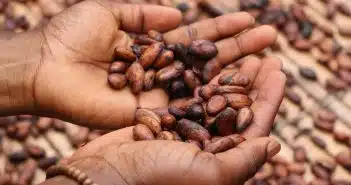 Comment utiliser la fève de cacao ?
