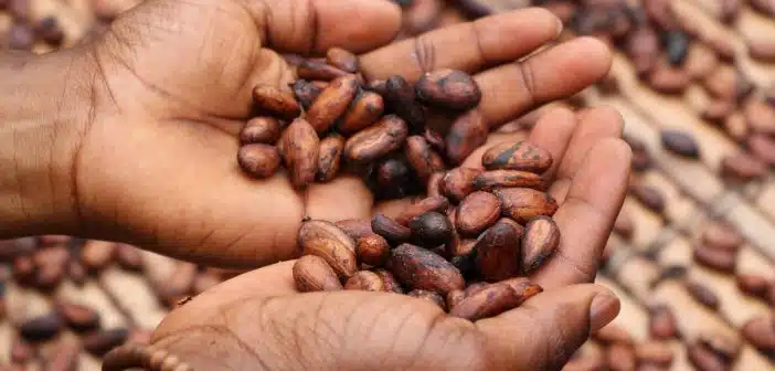 Comment utiliser la fève de cacao ?