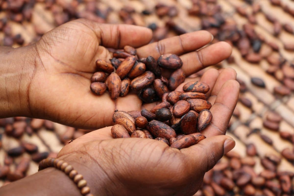 Comment utiliser la fève de cacao ?