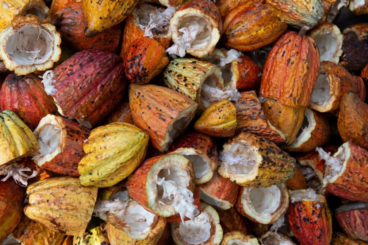 Comment utiliser la fève de cacao ?