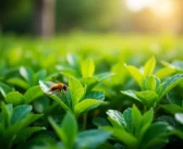 Comment éradiquer le cafard noir du jardin : méthodes naturelles et efficaces