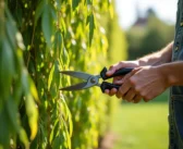 Comment tailler le saule crevette pour une floraison idéale