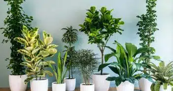 plantes