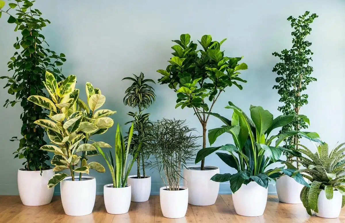 plantes