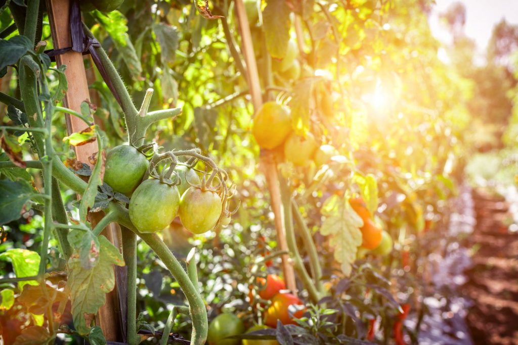 Comment réussir la culture des tomates au potager