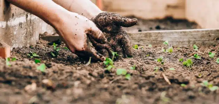 Pourquoi utiliser du savon noir en jardinage ?