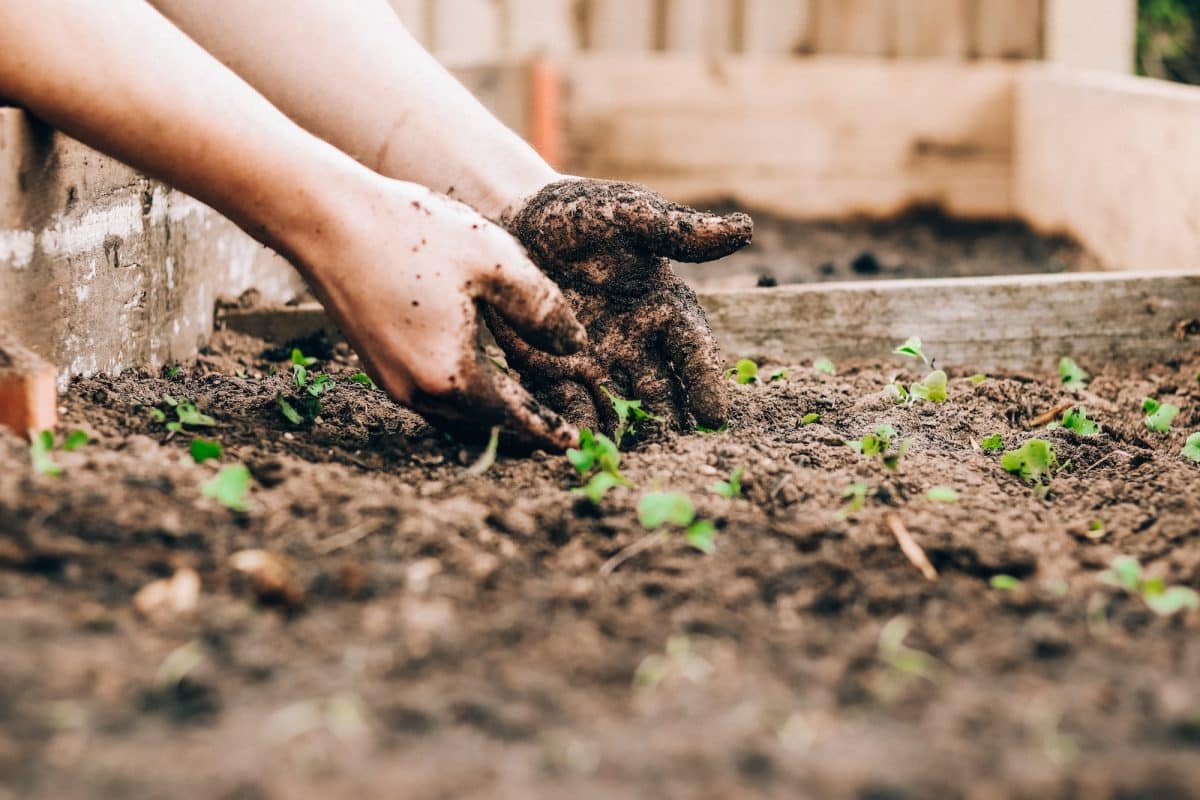 Pourquoi utiliser du savon noir en jardinage ?