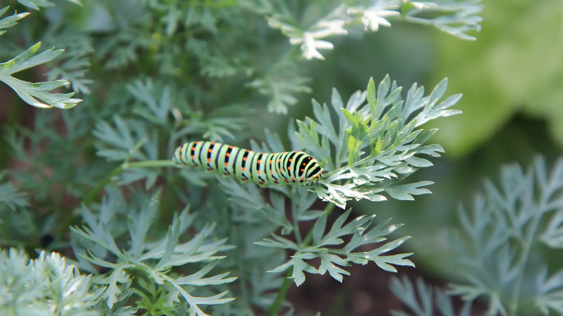 Quel traitement contre les chenilles processionnaires ?