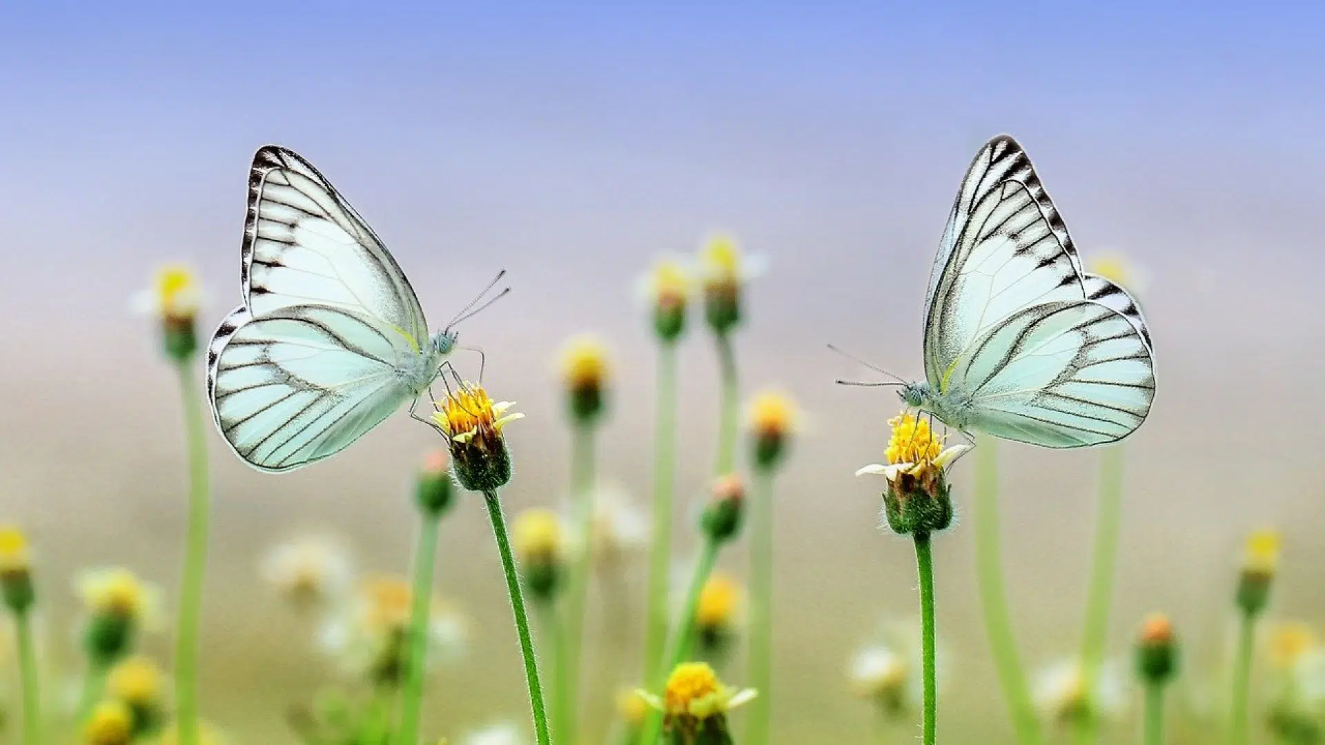 Quelles fleurs que vous devez planter au printemps ?