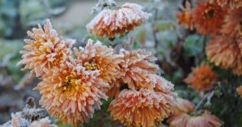 Quelles plantes mettre dans son jardin pour l'hiver ?