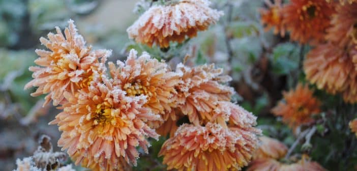 Quelles plantes mettre dans son jardin pour l'hiver ?