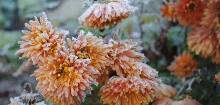 Quelles plantes mettre dans son jardin pour l'hiver ?