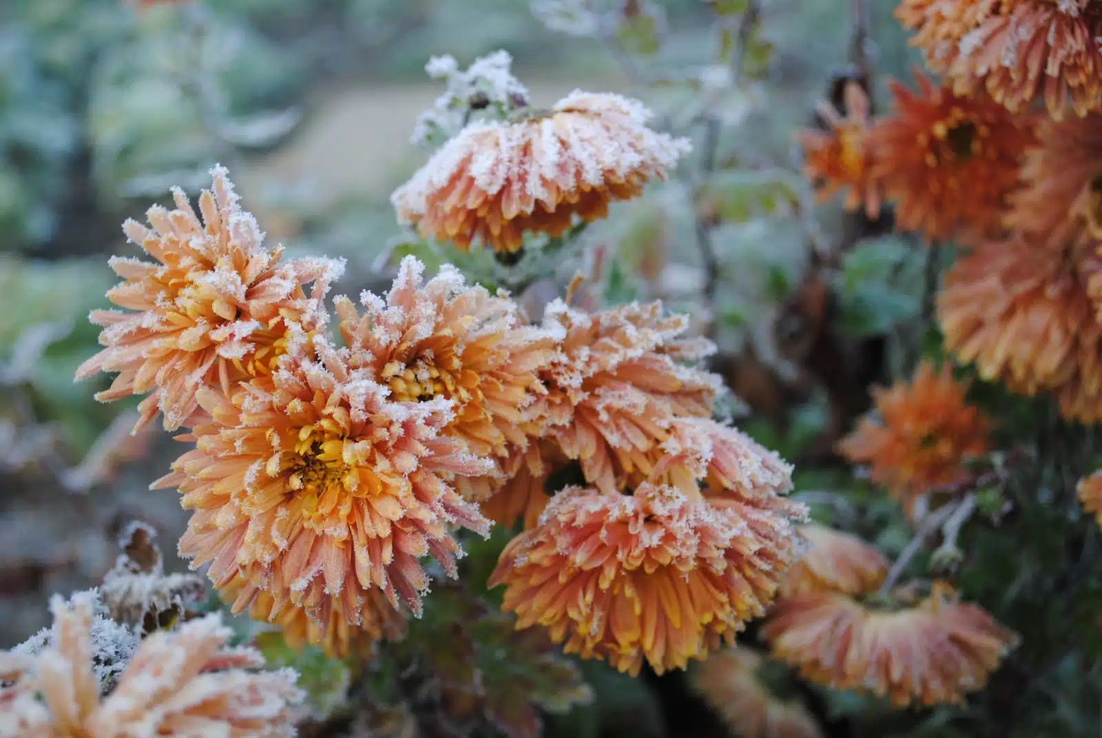 Quelles plantes mettre dans son jardin pour l'hiver ?