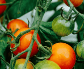 Taille des tomates : le guide ultime pour maîtriser cette technique essentielle