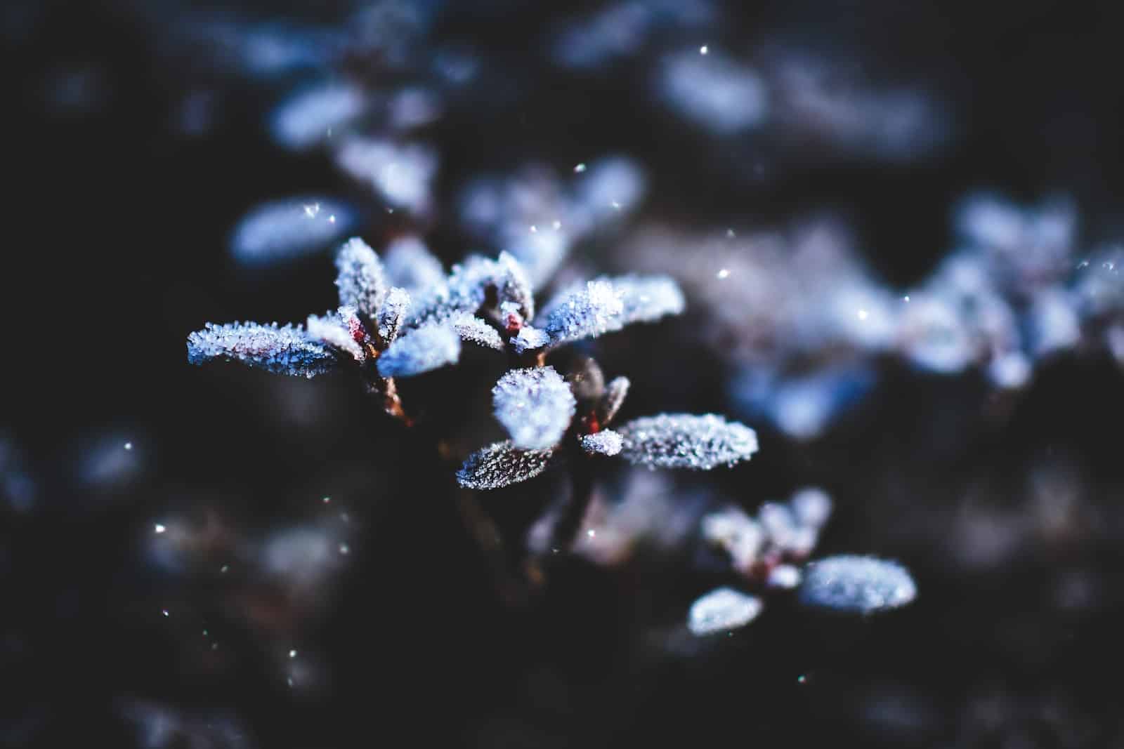 Quelles plantes mettre dans son jardin pour l'hiver ?